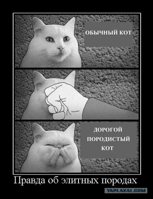 Минутка черного юмора на ЯПе