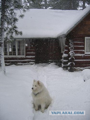 Собакочетверг