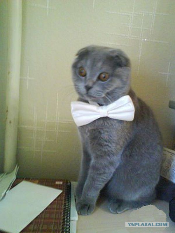 Когда очень спорный пост на ЯПе