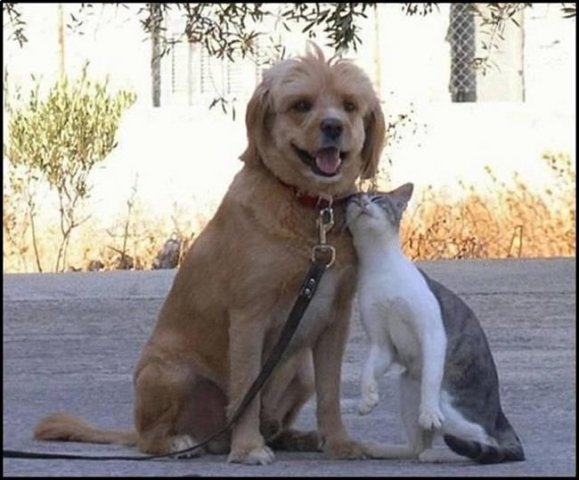 Вторничный котомёт