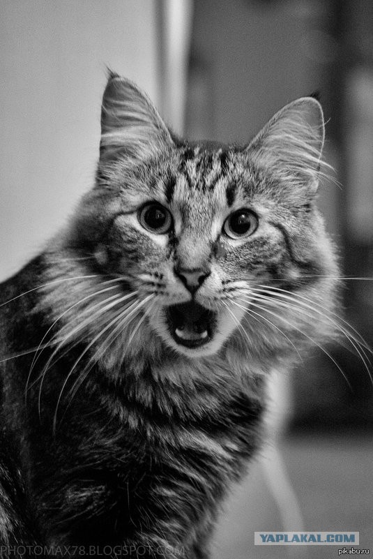 К старости все обвиснет, говорили они...