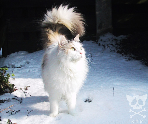 Зимний котомёт