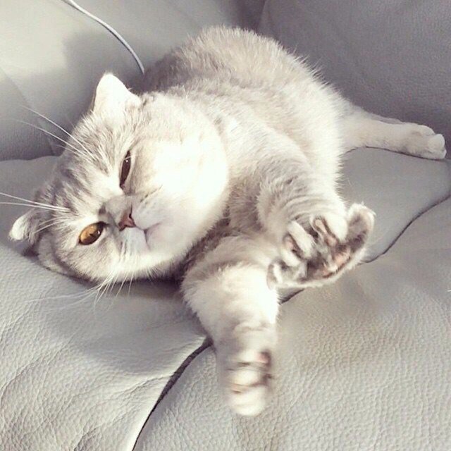 Прикольные животные