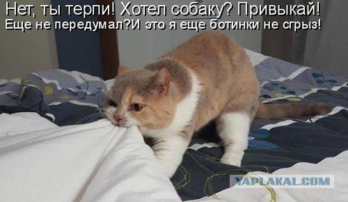 Картинки из ваших интернетов