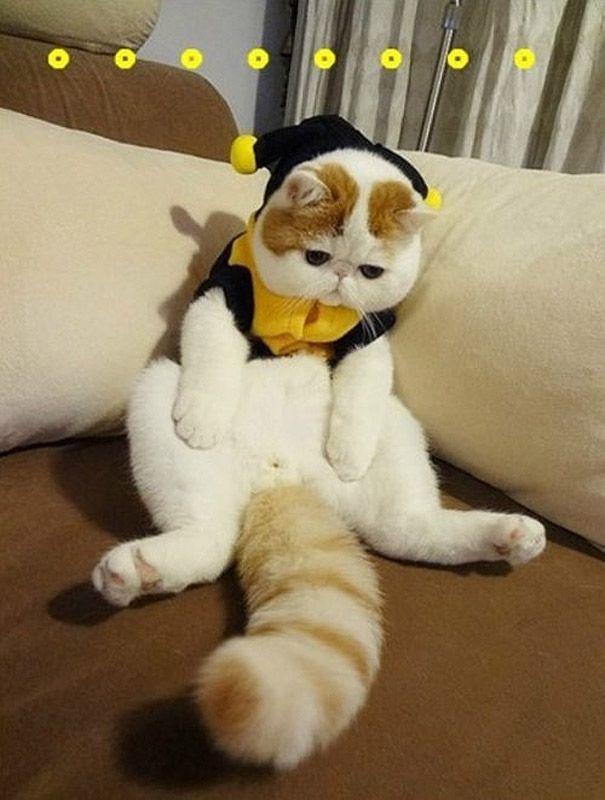 Коты и Кошки