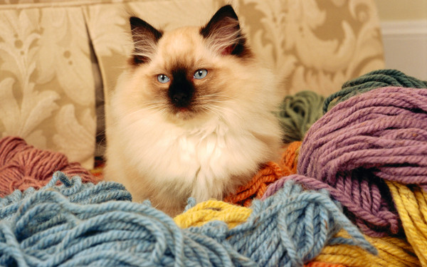 Коты и Кошки