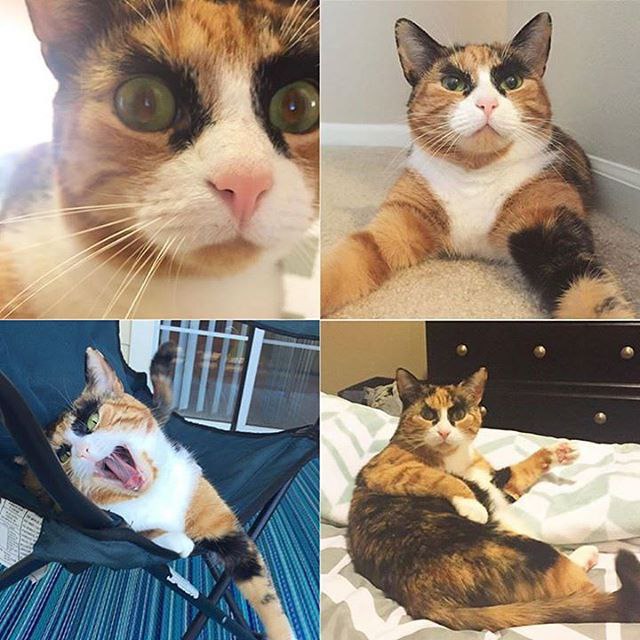 Коты и Кошки