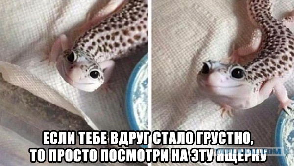 Смешные комментарии из социальных сетей 18.08.2017