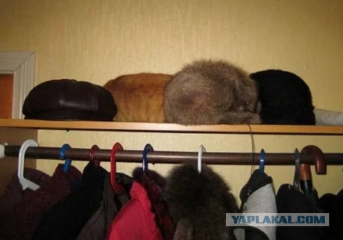 Живая шуба