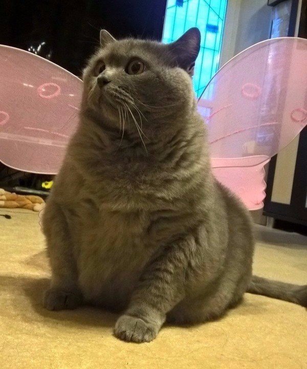 Коты и Кошки