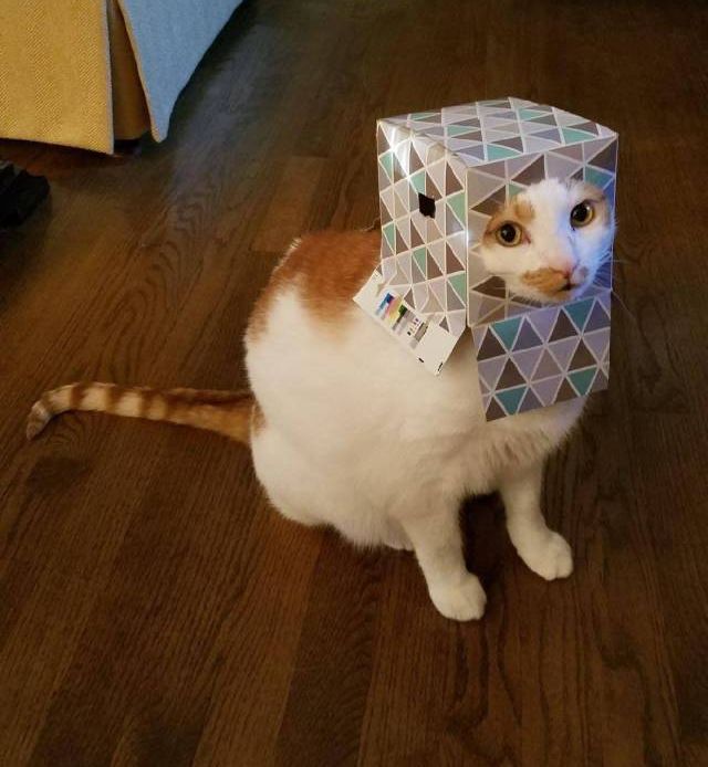 Коты и Кошки