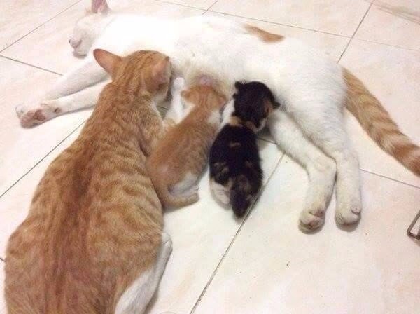 Коты и Кошки