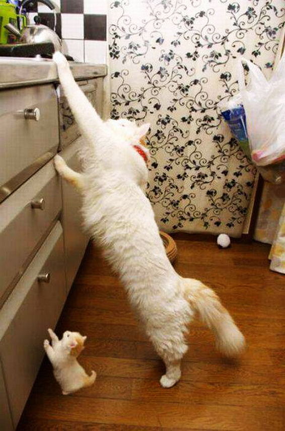 Коты и Кошки