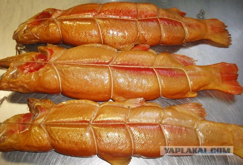 Медвежья рыбалка на Курильском озере. Камчатка.