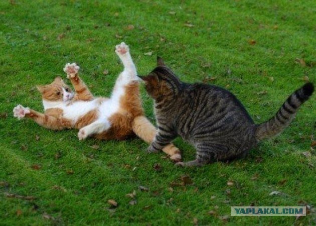 Кот без прикрас