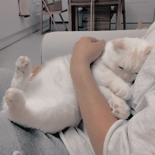 Прикольных котов пост
