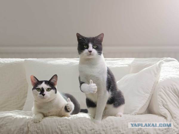 Баянистка - виртуоз!