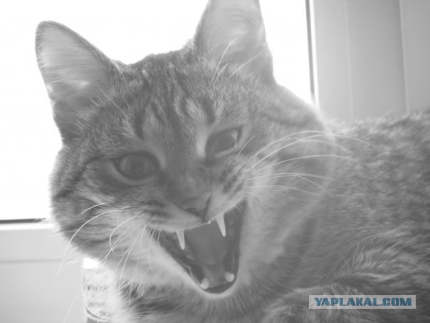 Котовторник на 03.02.2009
