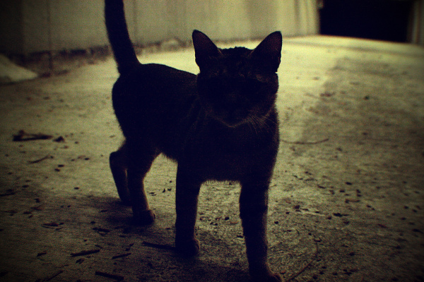 Котовторник ужасов (36 фот)