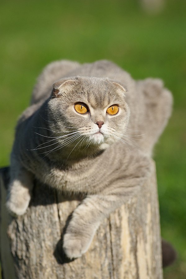 Пушинка (на котовторник)