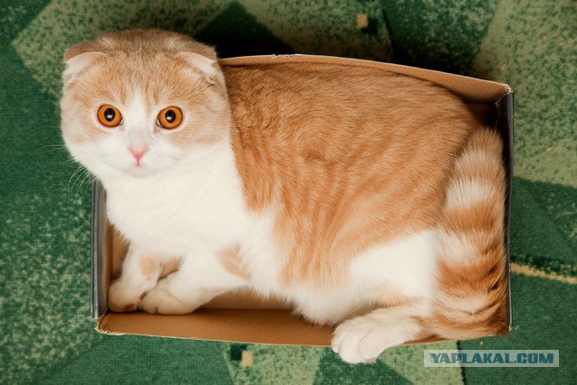Сегодня котовторник, а котиков все нет