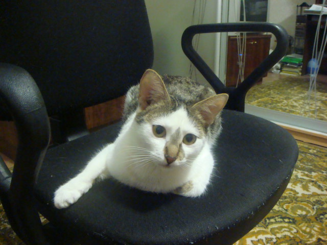 Первый котовторник июля