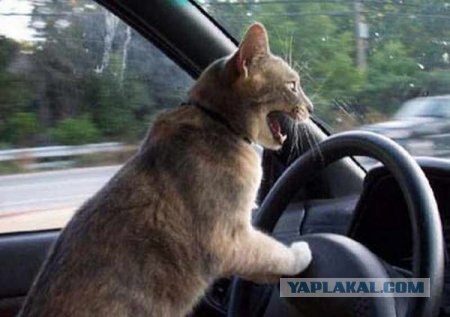 Котовторник в "КотоГетто"
