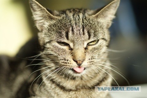 С котовторником !