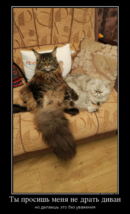 23 самых ленивых кота
