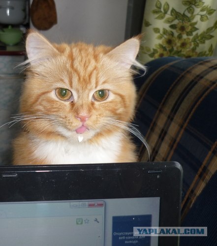 Котовторник (15.05.2012)
