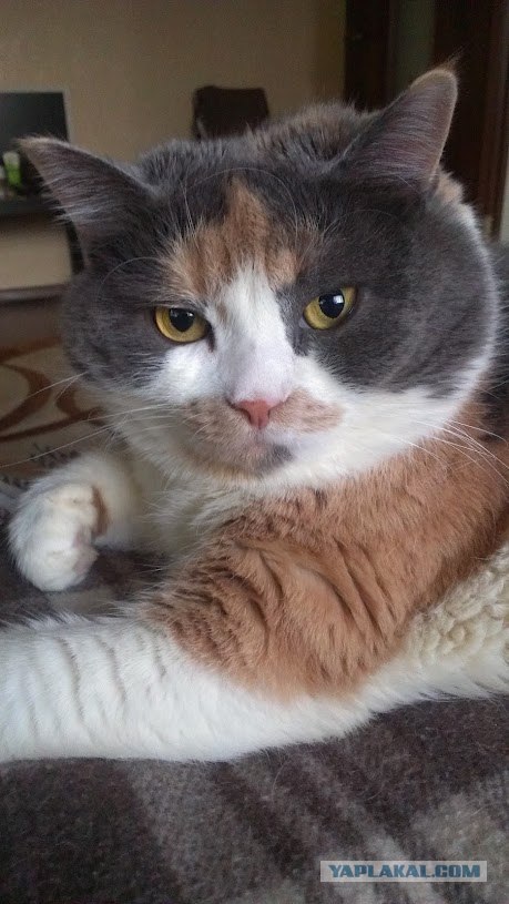Котовторник 03 07 2012