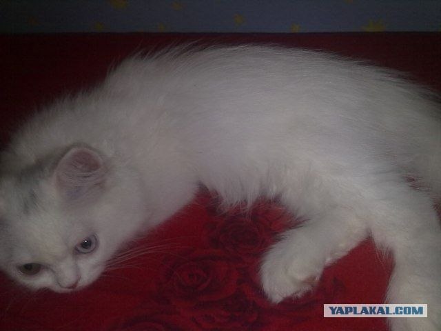 Котовторник 31.07.2012 г.