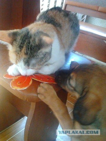Котонянька и котовторник