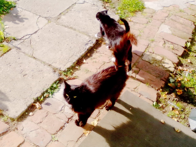 Котовторник! начнем? 04.06.19