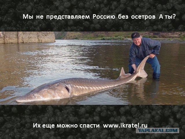 Конкурс на лучшую фотожабу против браконьеров.