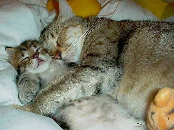 Забавные фото котеек