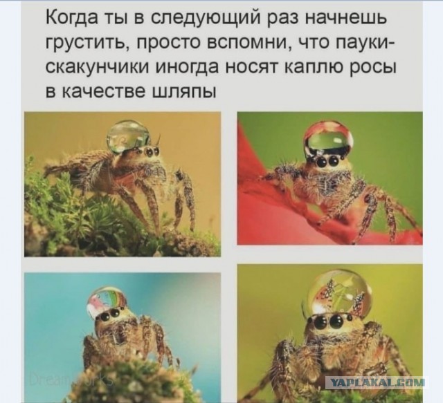 Картинки и мемы для настроения 012