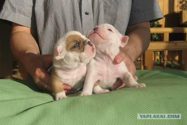 Хоспаде, какое мимими