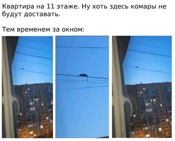Всяческие картинки 22.12.2021