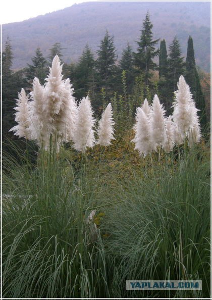 Крым. Новоульяновка. Водохранилище.