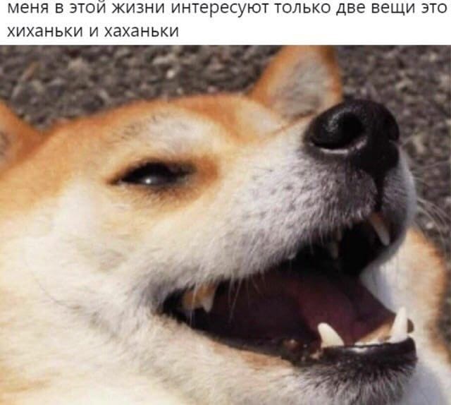 Весёлый полтишок 12.07 23