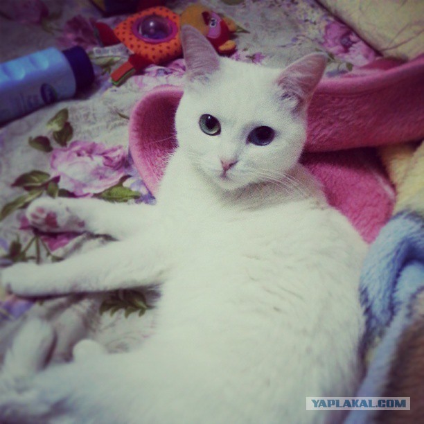 Котовторник 23.04.2013