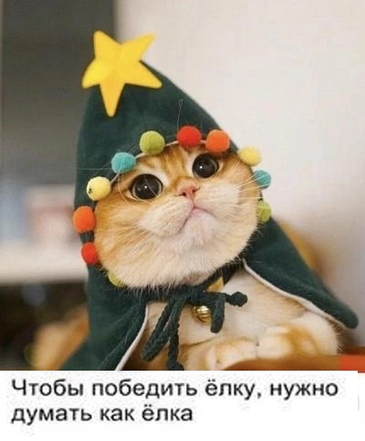 Жизнь домашнего приюта "Котоленд" 420