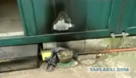 Старый каскадёр защитил дом катапультой