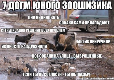 В Рязани стая бродячих псов атаковала школьника на детской площадке.