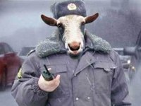 8 июня - День Козла