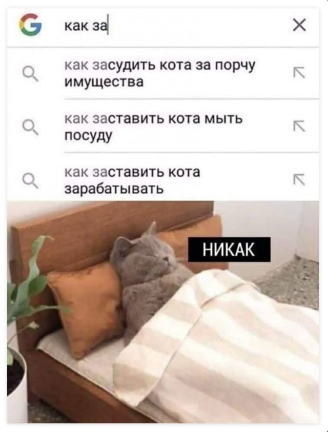 Девушка попросила в Хвиттере остальных скинуть любимые мемы с котами
