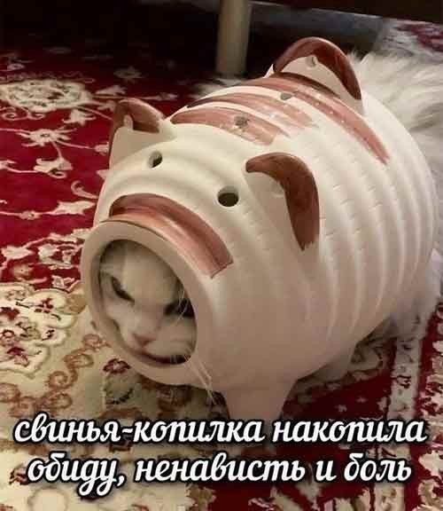 К котовторнику: подборка картинок-баянов с котиками и про котиков. Выпуск 24.