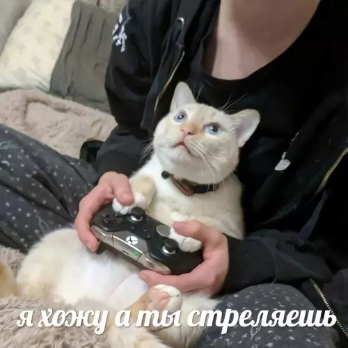 Картиночки, баянчики 20 февраля