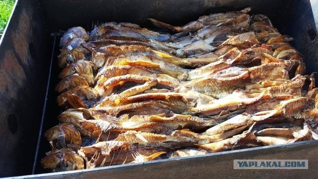 Почему сельдь не жарят и не кладут в уху, раз она такая вкусная: что не так с этой рыбой